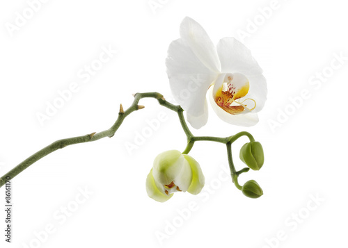 Fototapeta Naklejka Na Ścianę i Meble -  white orchid flower isolated