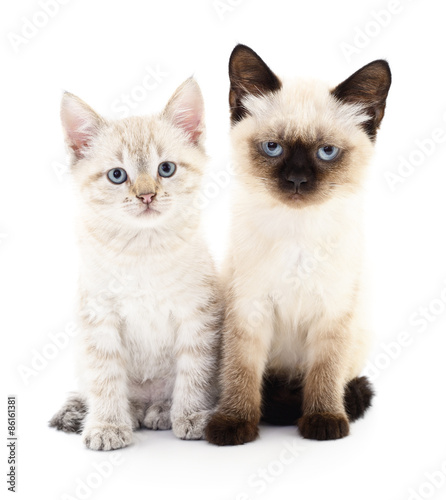 Two small kittens © Anatolii