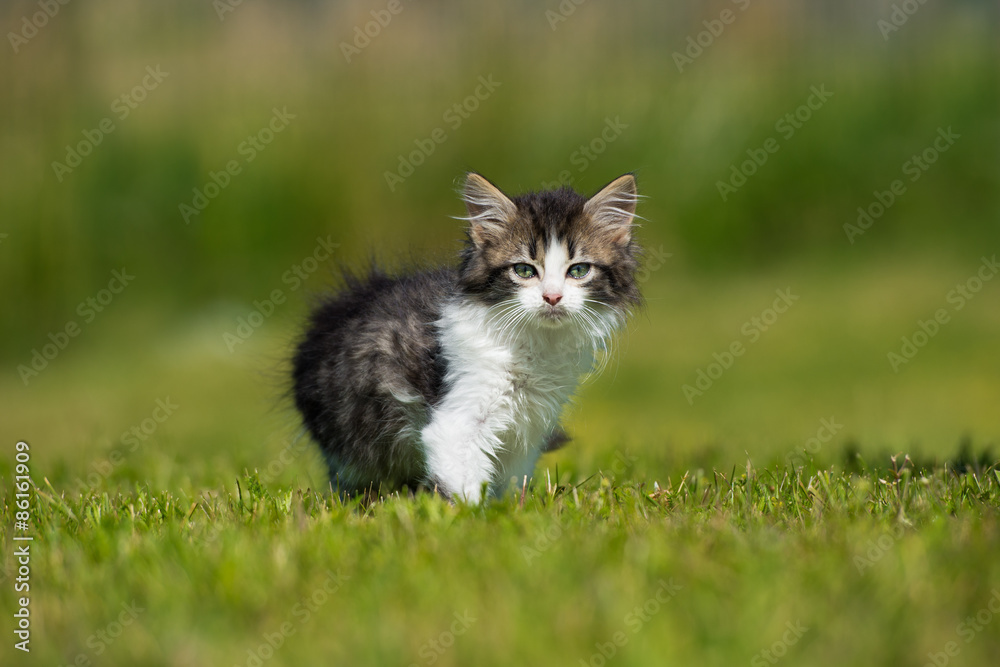 adorable fluffy tabby kitten outdoors in summer