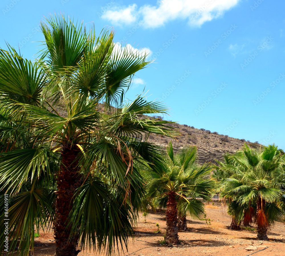 Fototapeta premium Palm trees in the park. Tenerife.