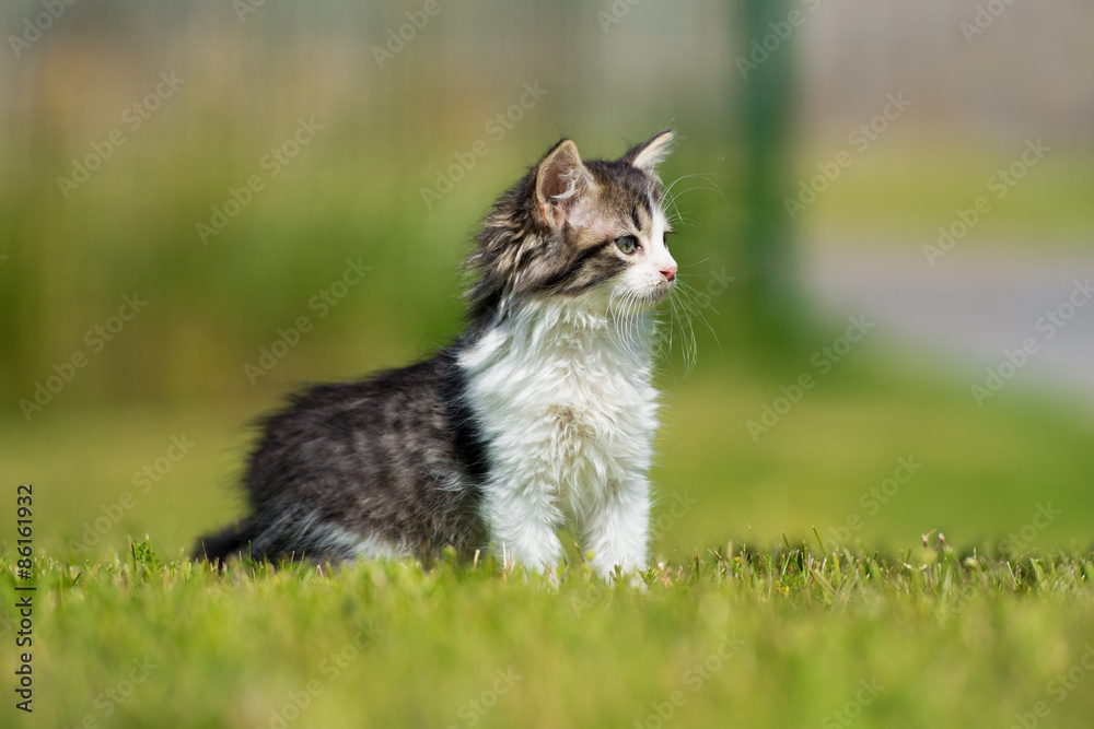 curious tabby kitten outdoors in summer
