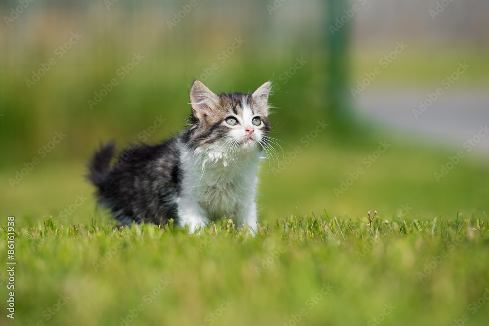 adorable fluffy tabby kitten outdoors in summer