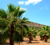 Palm trees in the park. Tenerife.