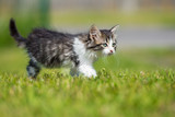 adorable tabby kitten walking on grass