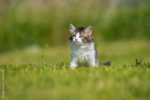 adorable fluffy kitten on grass