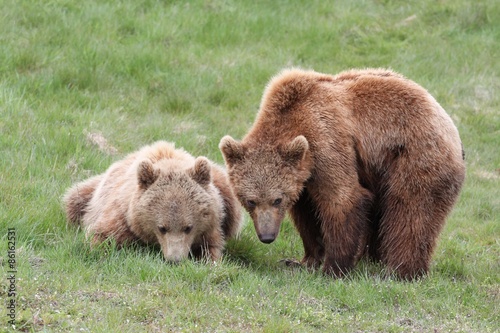 Wallpaper Mural Young brown bears Torontodigital.ca