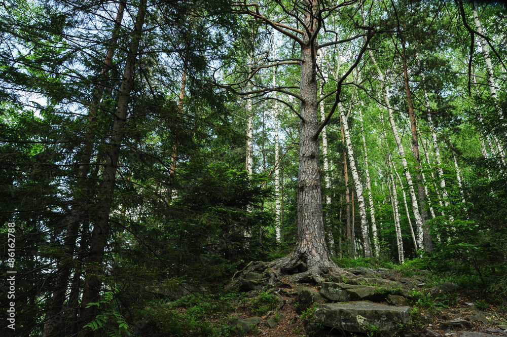 Obraz premium Forest landscape. Wood in the Carpathians.