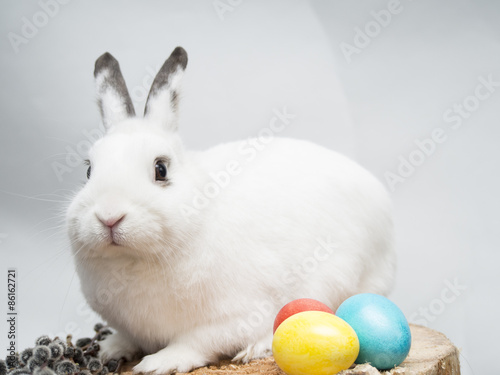 White rabbit and easter willow on a wooden background.
