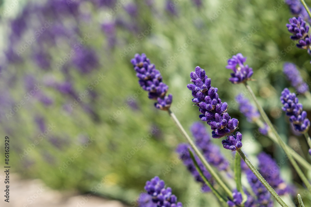 Fototapeta premium Close Up of Lavender Flowers, with Bush of More Purple Flowers in Distance
