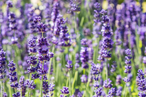 Fototapeta Naklejka Na Ścianę i Meble -  Field of Purple Lavender Flowers