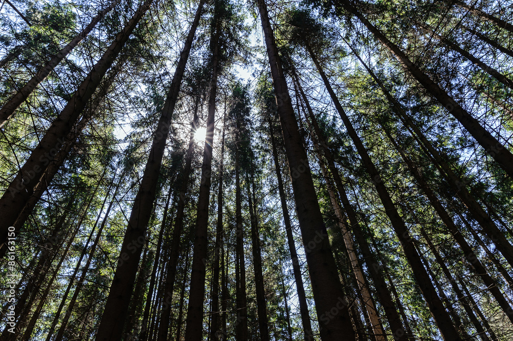 Obraz premium The sun shines through the crown of pines