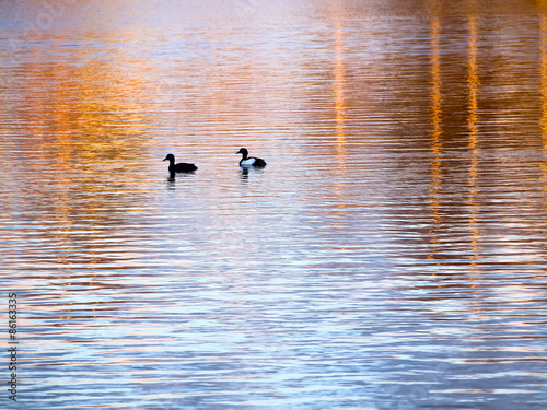 Two Mallard ducks in the lake