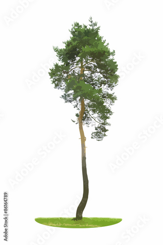 Colored Silhouette Tree Isolated on White Backgorund. Vecrtor Il