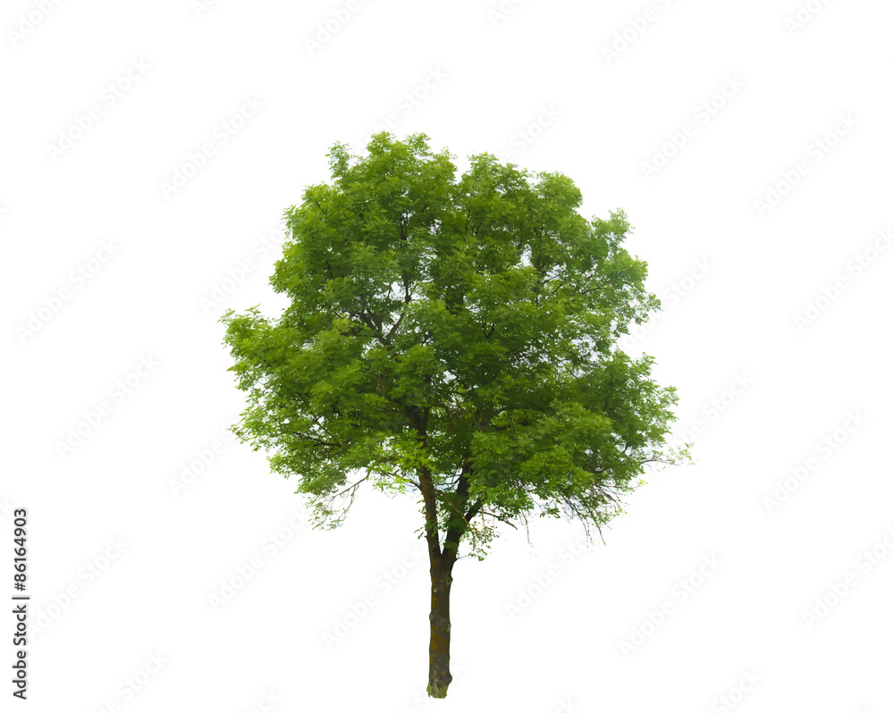 Naklejka premium Colored Silhouette Tree Isolated on White Backgorund. Vector