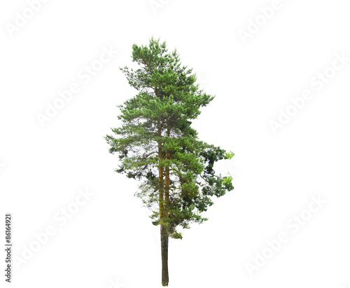 Colored Silhouette Tree Isolated on White Backgorund. Vector