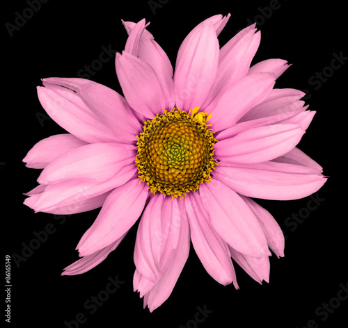 Rose flower of a decorative sunflower Helinthus isolated on black