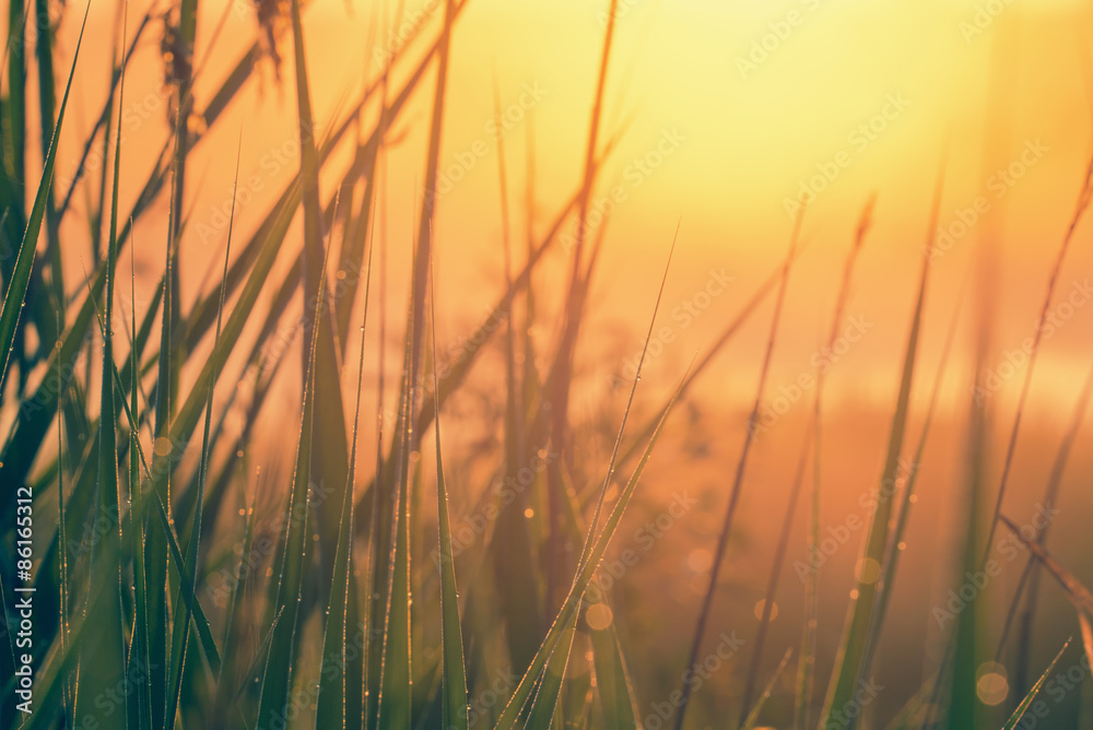 Grass with dew against sunrise Grass with dew against sunrise