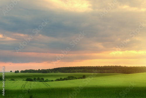 Landscape of green field in summer evening