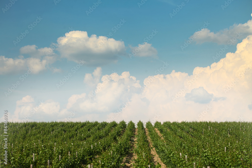 Beautiful vineyard landscape