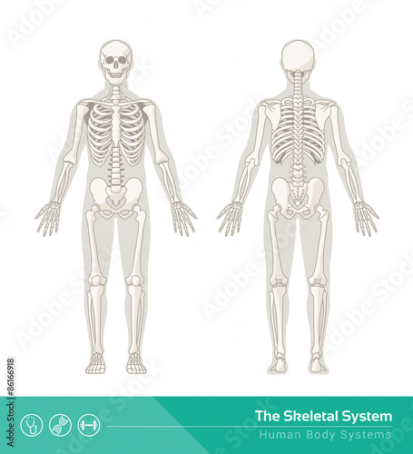 The skeletal system