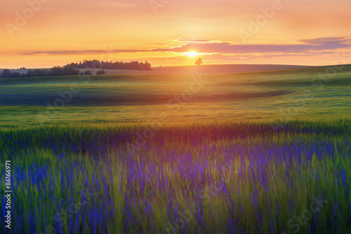 Summer landscape with cereal field against sunset