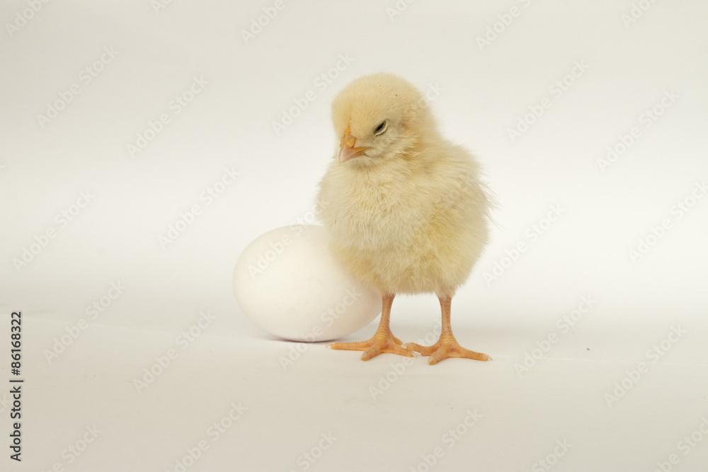 chick and egg