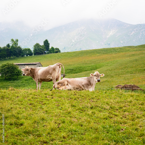 Two italian Cows © robertobinetti70