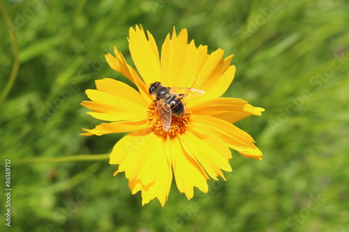 Yellow "Common Blanketflower" (or Common Gaillardia) with a bee on it in Innsbruck, Austria. Its scientific name is Gaillardia Aristata, native to Rocky Mountains in USA. © RukiMedia