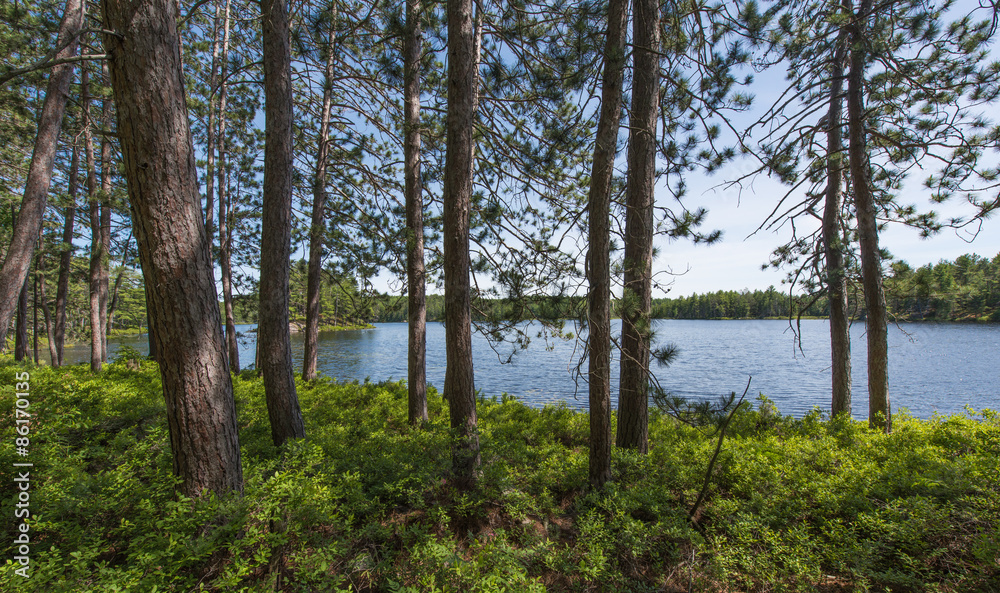 Obraz premium Tree Pattern in the Forest