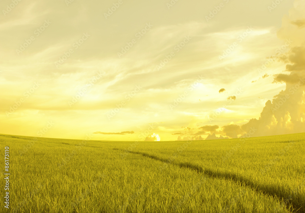 rice field before sunset