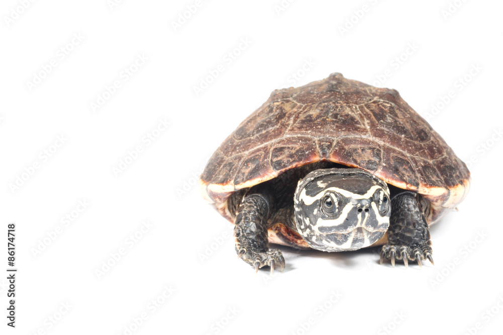Obraz premium isolated turtle 