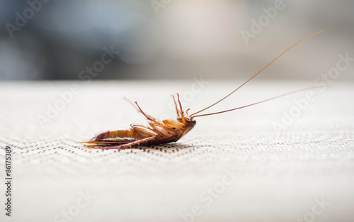 Dead cockroaches © tuanjai62