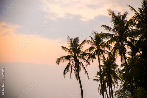 palms at sunset © romas_ph