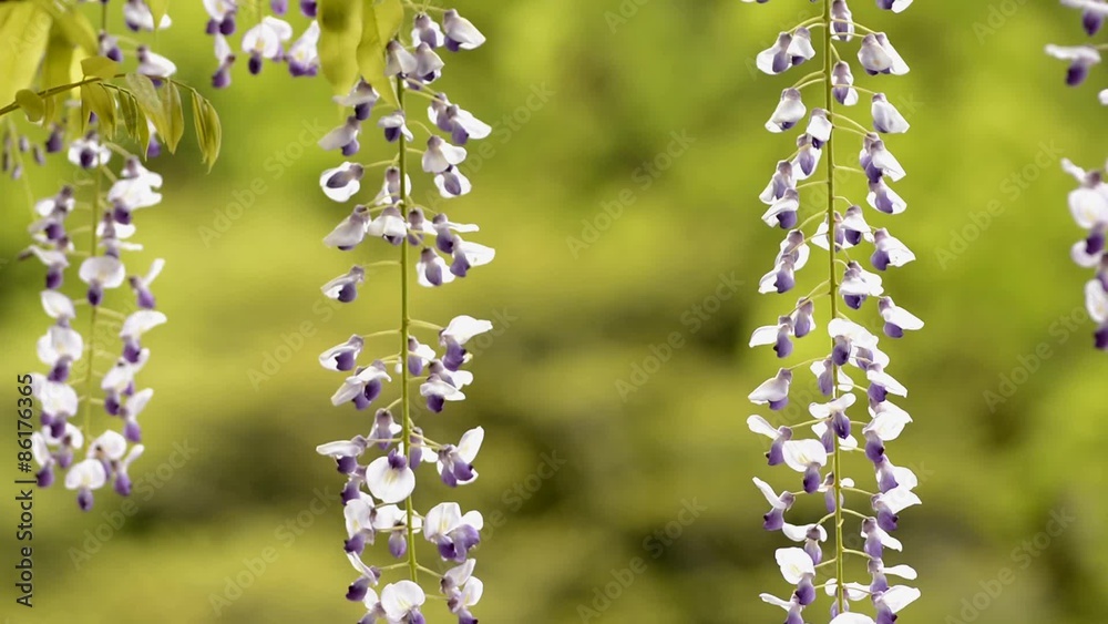 緑をバックに紫のフジの花のアップ 緑をバックに紫のフジの花のアップ