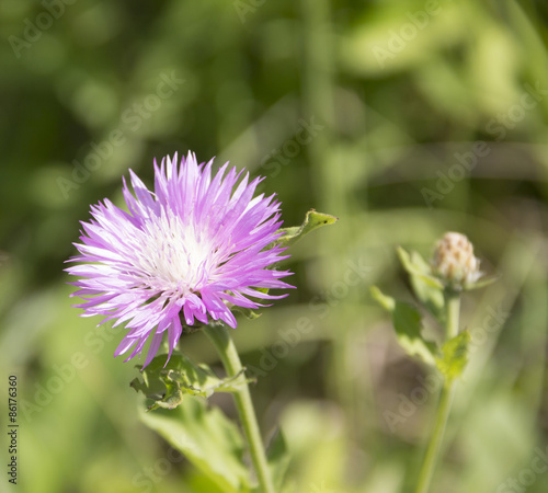 Pink cornflower. Acroptilon repens Pall