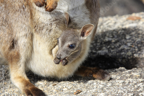 Mareeba Rock wallabies or Petrogale Mareeba