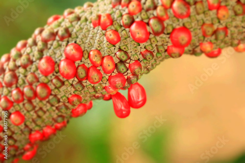 Stigma red flower photo