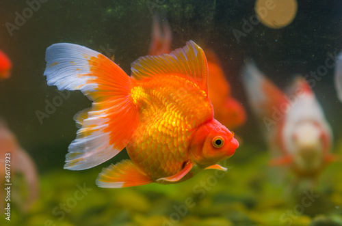 Goldfish © songsakpandet