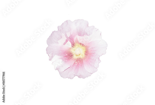 Pink Holly Hawks colorful flowers isolated on white background.