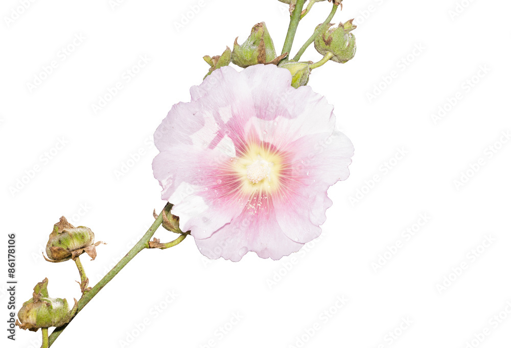 Pink Holly Hawks colorful flowers isolated on white background. Pink Holly Hawks colorful flowers isolated on white background.