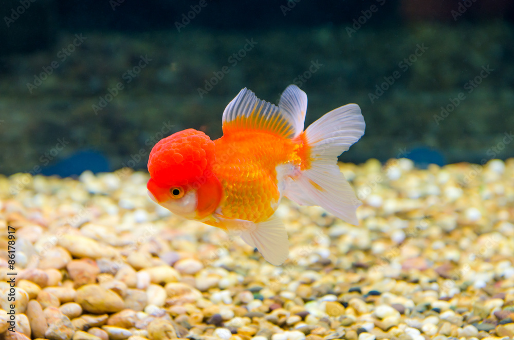 Goldfish Goldfish