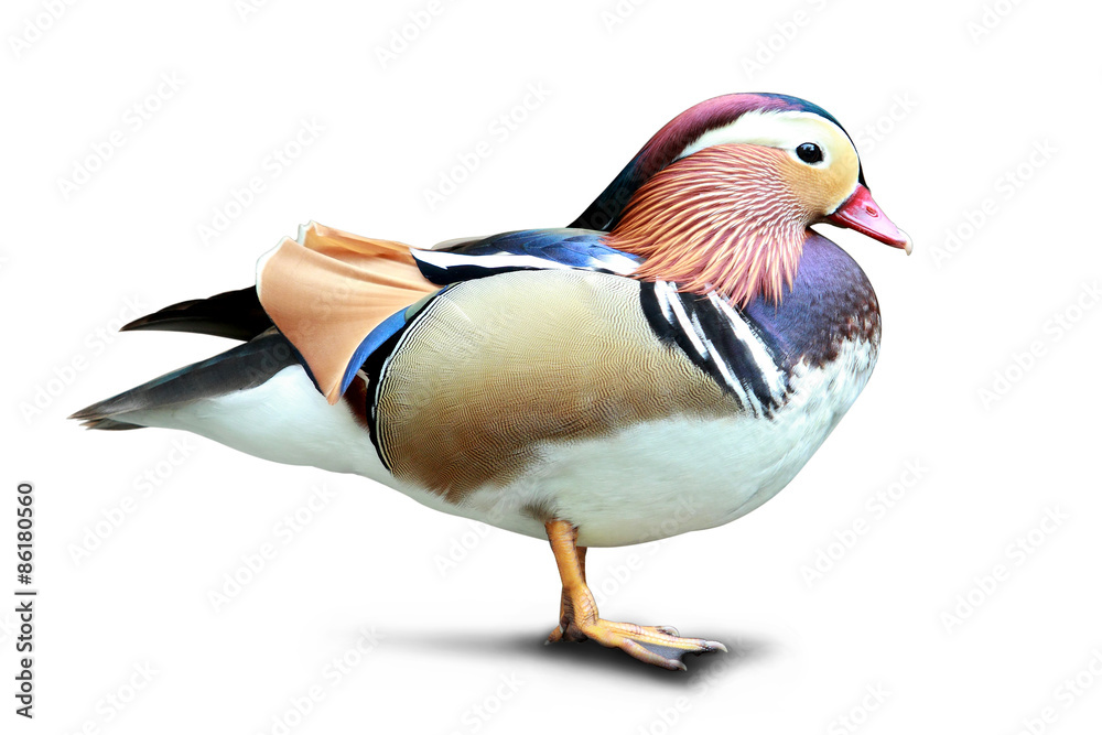 Colorful Mandarin duck standing isolated in white background Colorful Mandarin duck standing isolated in white background