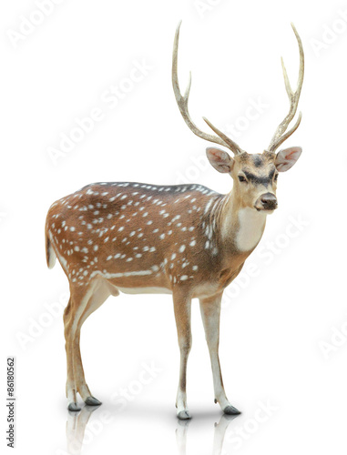 Tableau sur toile Chital, Spotted deer isolated in white background