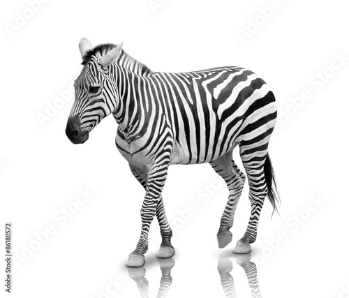 Zebra isolated in white background  full body