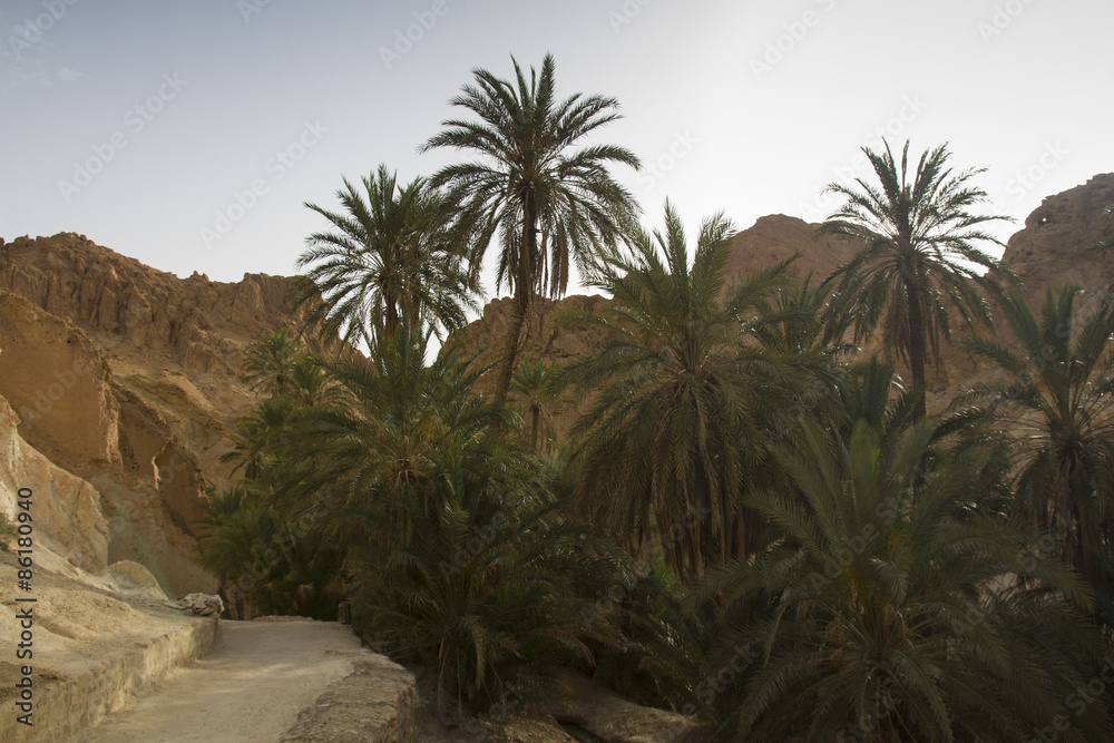 Mountain oasis Chebika at border of Sahara, Tunisia, Africa Mountain oasis Chebika at border of Sahara, Tunisia, Africa