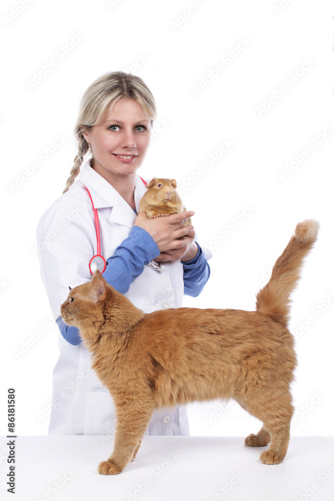 Weiblicher Tierarzt mit Katze und Meerschweinchen Weiblicher Tierarzt mit Katze und Meerschweinchen