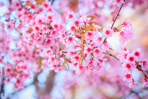 Japanese cherry blossom in spring