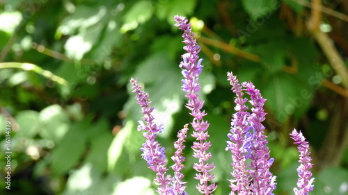 beautiful flower in the garden
 photo