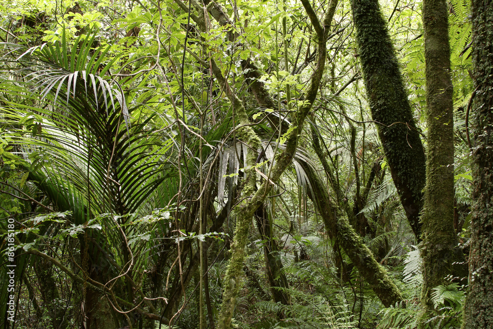 Fototapeta premium Jungle