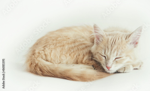 Sleeping little red kitten